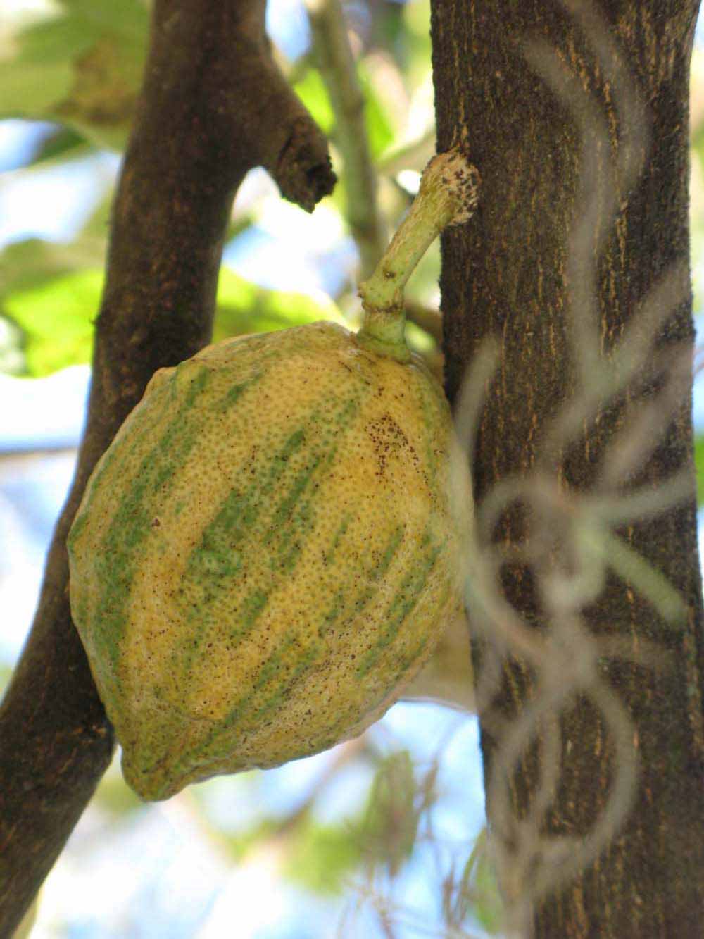            Fruit (Pink Variegated, Winter Haven, FL)   